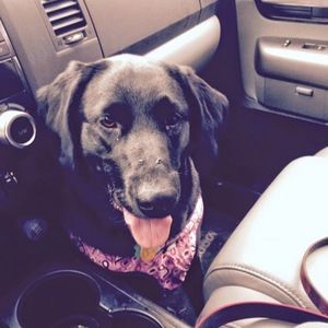 Meet your Posher, Josie